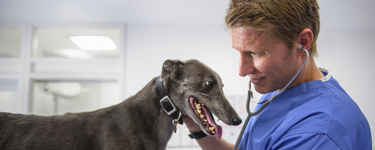 Adams Group -PPS - Vet Website