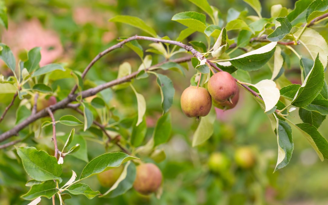 Adams participates in RED debate regarding the impact of Coronavirus on the Rural Economy with Mark Lumsdon-Taylor and Rural Policy Group
